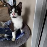 Picture of cat lost at Plemet