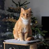 Picture of cat lost at Pace