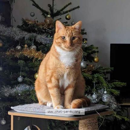 Photo 1/1 Stabilo Chat lost in Pace