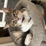 Picture of cat lost at Quincy Sous Senart