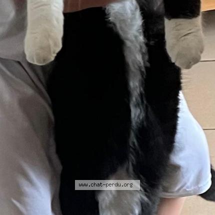 Foto 1/1 Wiedergefundene Katze Verloren in Fribourg