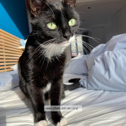 Foto 1/1 Kat teruggevonden Vermist in Watermael Boitsfort