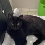 Picture of cat lost at Saint Andre De Cubzac