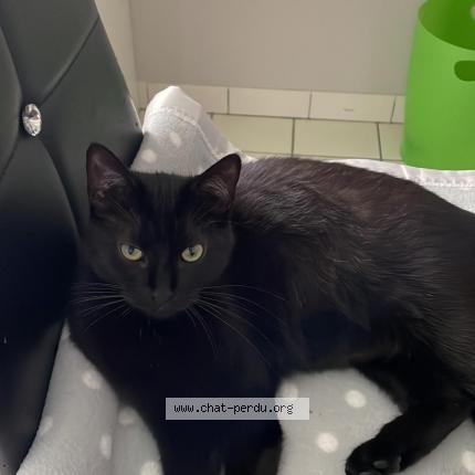 Photo 1/1 OPALE Chat lost in Saint andre de cubzac