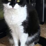 Picture of cat lost at Meaux