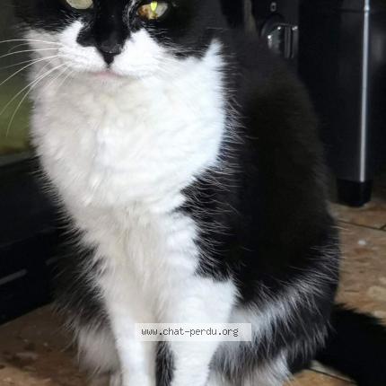 Photo 1/1 Mimi Chat lost in Meaux