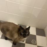 Picture of cat lost at Massy Palaiseau