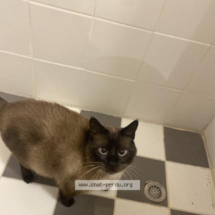 Photo 1/1 Maxwell Chat lost in Massy palaiseau