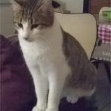 Picture of cat lost at Avrille