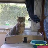 Picture of cat lost at Talmont Saint Hilaire