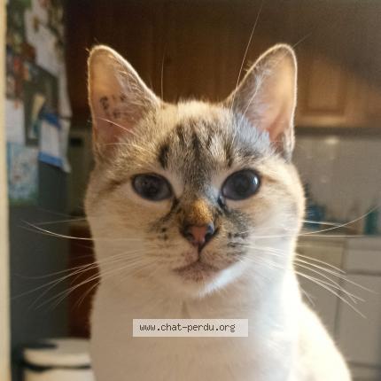 Photo 1/1 Melina Chat lost in Beziers