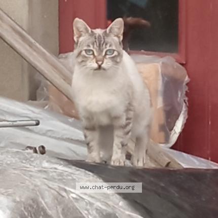 Photo 1/1 Found cat Found in Le mans