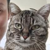 Picture of cat lost at Chissay En Touraine