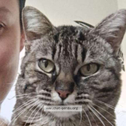 Photo 1/1 Lavande Chat lost in Chissay en touraine