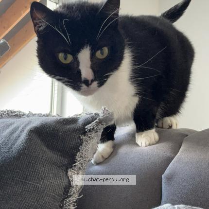 Foto 1/1 Kat teruggevonden Vermist in Spy