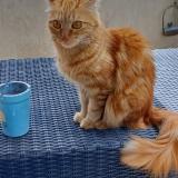 Picture of cat lost at Grenoble