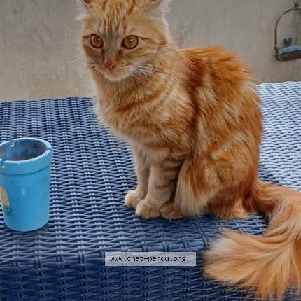 Photo 1/1 Beerus Chat lost in Grenoble