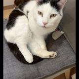 Picture of cat lost at Montceau Les Mines