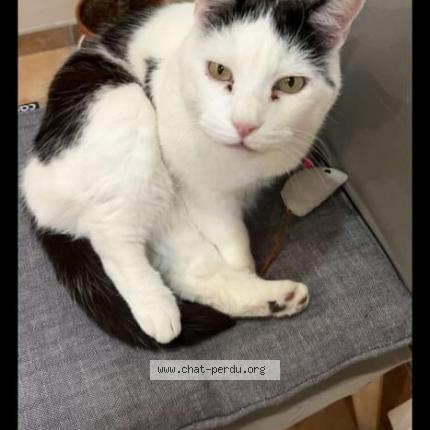 Photo 1/1 Démon Chat lost in Montceau les mines