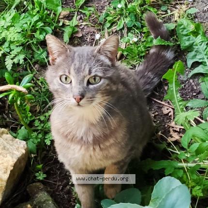 Photo 1/1 Petit Noë Chat lost in Vertou