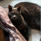 Picture of cat lost at Angers