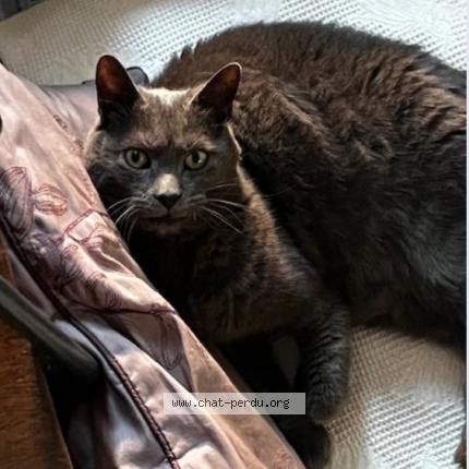 Photo 1/1 Malo Chat lost in Angers