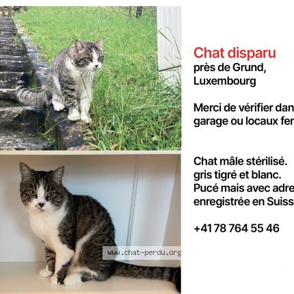 Foto 1/1 Wiedergefundene Katze Verloren in Luxembourg