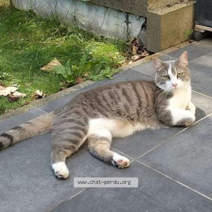 Foto 1/1 Kat teruggevonden Vermist in Strombeek Bever