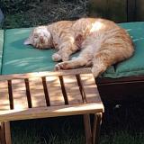 Picture of cat lost at Seyssins