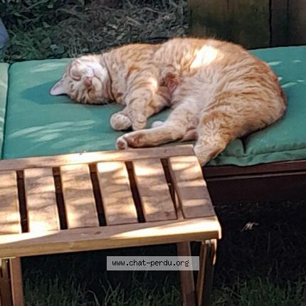 Photo 1/1 Ninou Chat lost in Seyssins