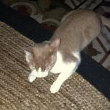 Picture of cat lost at Corneilhan