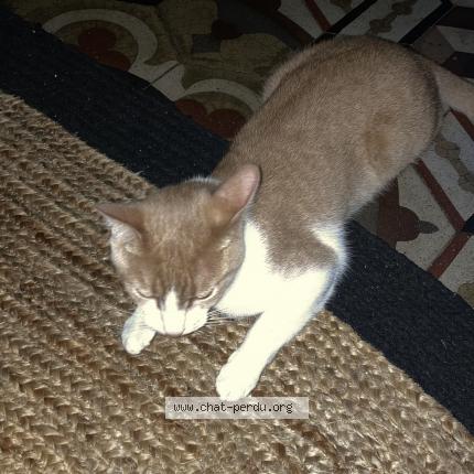 Photo 1/1 Caramel Chat lost in Corneilhan