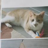 Picture of cat lost at Corneilhan