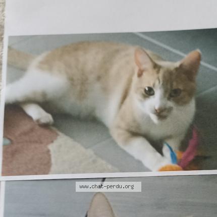 Photo 1/2 Caramel Chat lost in Corneilhan