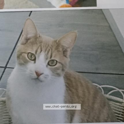 Photo 2/2 Caramel Chat lost in Corneilhan