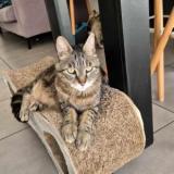 Picture of cat lost at Cuille