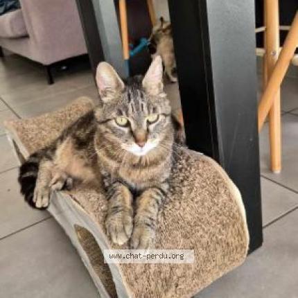 Photo 1/1 Fritz Chat lost in Cuille