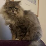 Picture of cat lost at Lyon