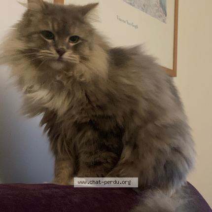 Photo 1/1 Prince Chat lost in Lyon