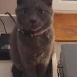 Picture of cat lost at Le Malesherbois