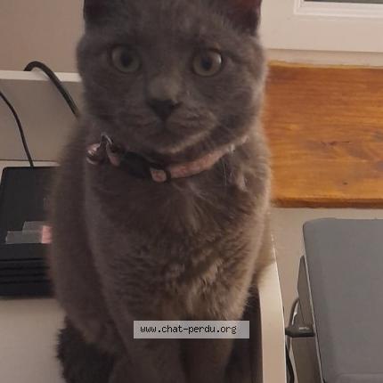 Photo 1/1 Tia Chat lost in Le malesherbois