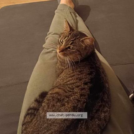 Foto 1/1 Kat teruggevonden Vermist in Battice