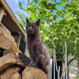 Picture of cat lost at Roubaix