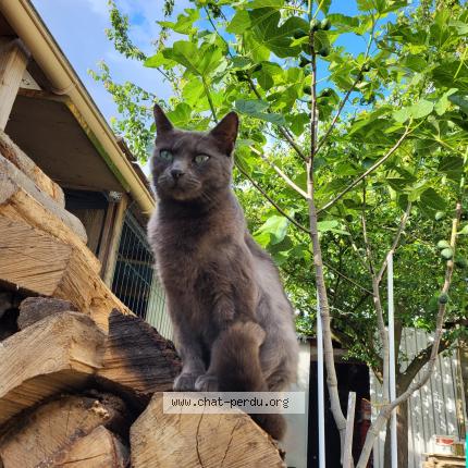 Photo 1/1 Pina Chat lost in Roubaix