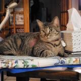 Picture of cat lost at Roubaix