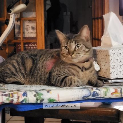 Photo 1/1 Clochette Chat lost in Roubaix