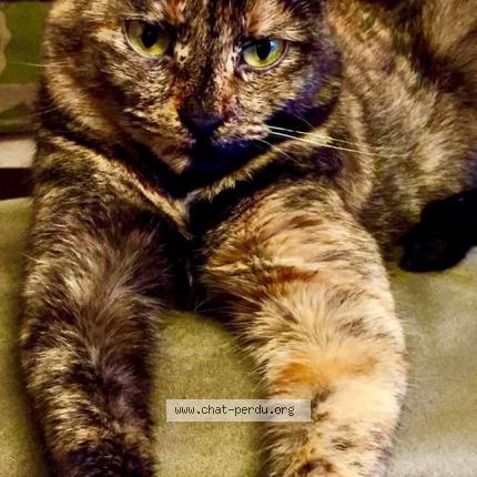 Photo 1/1 Canelle Chat lost in St vit