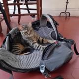 Picture of cat lost at Marseille 06