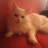 Picture of cat lost at Chavigny Bailleul