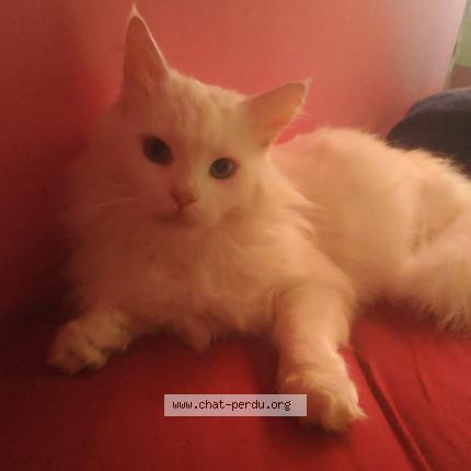 Photo 1/1 Rogue Chat lost in Chavigny bailleul